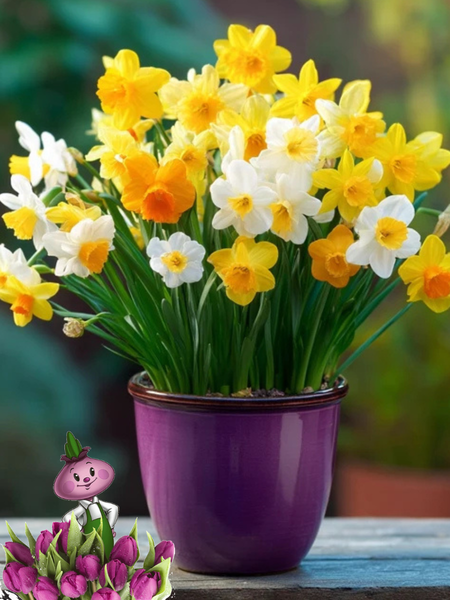 Луковицы цветов  Chipollino flowers  Нарцисс Мини MIX  3 луковицы 