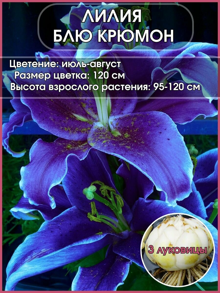 Лилия азиатсая Блю крюмон луковицы 3 штуки