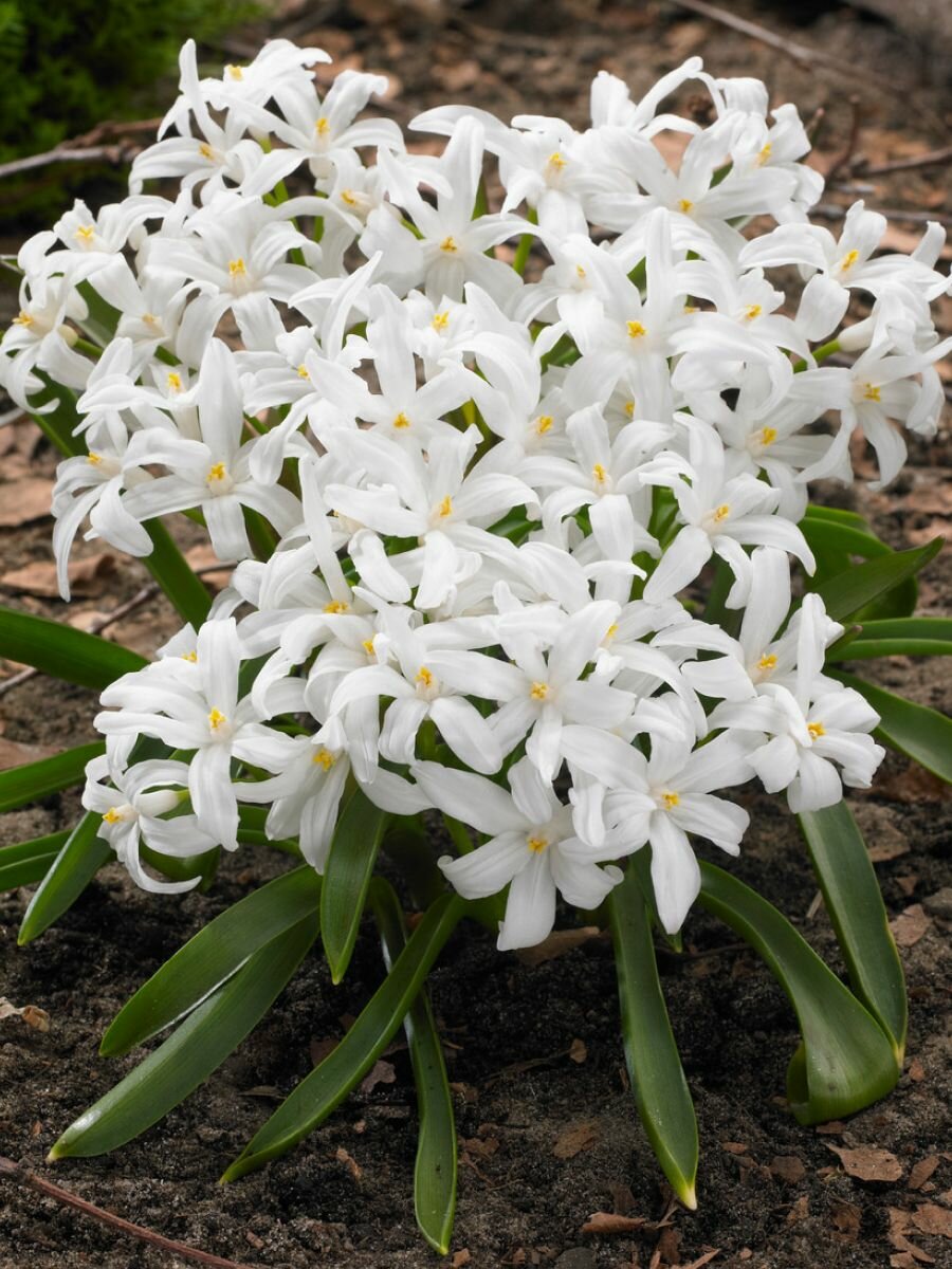 Луковицы Holland Bulb Market 