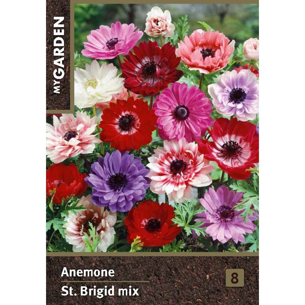 Анемона Ст. Бриджид 8 шт