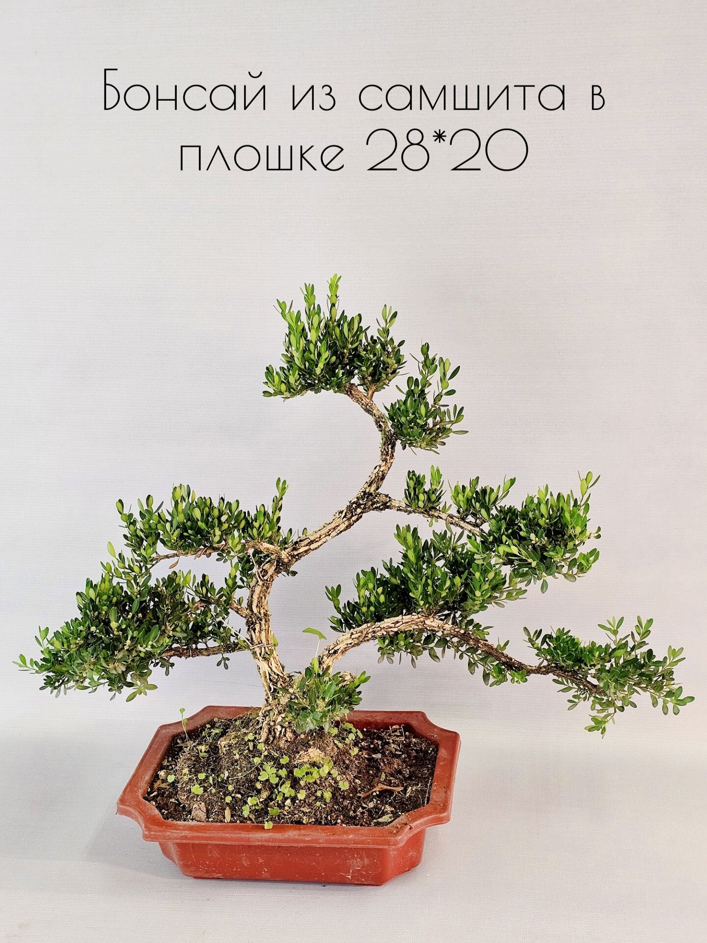 Бонсай из самшита Bonsai Buxus в плошке 28*20 см бонсай живое растение в цветочном горшке