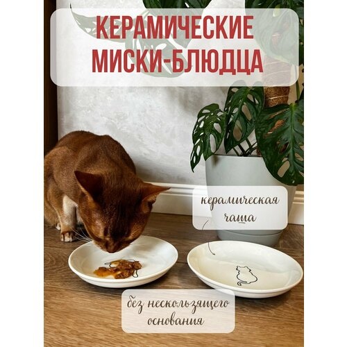 фото Миска (блюдце) керамическая для животных, 2 шт, 200 мл qalla
