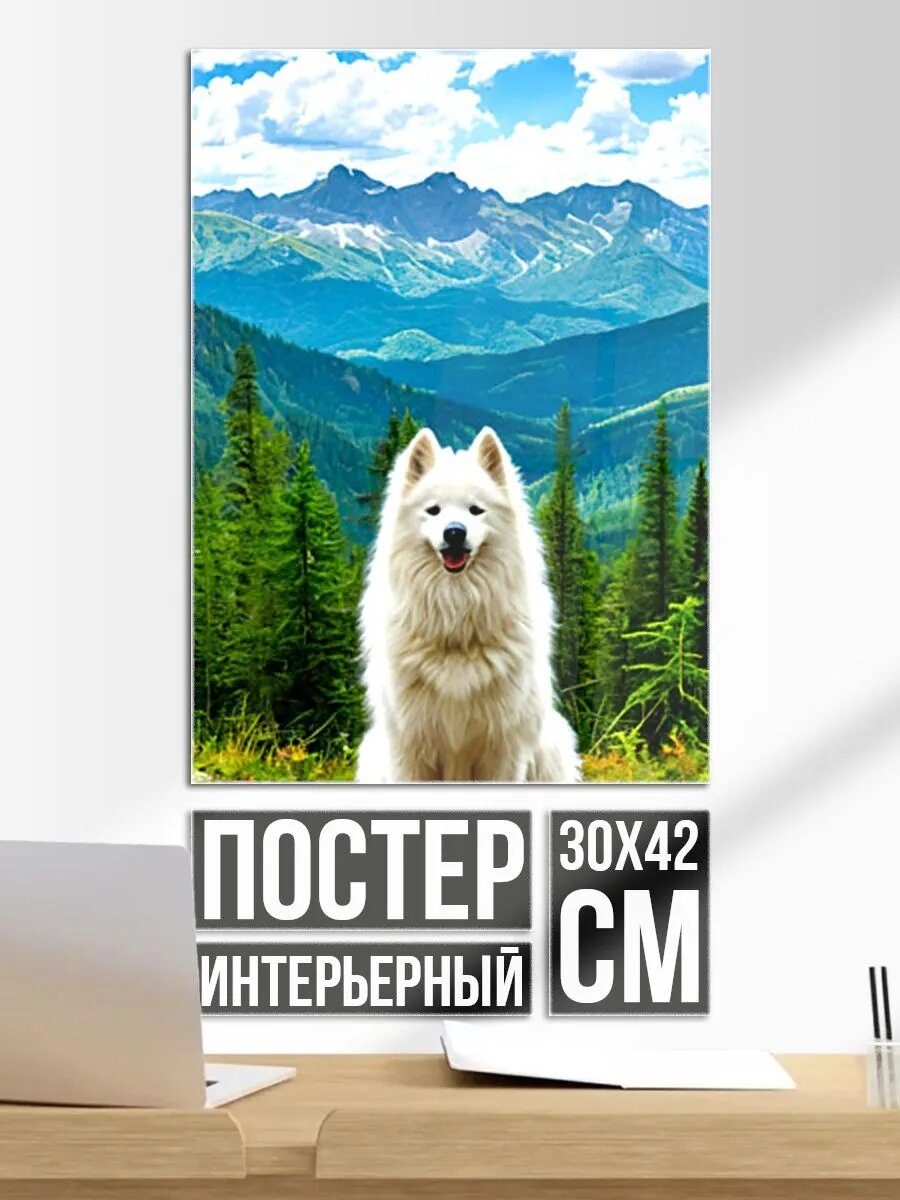 Постер на стену Самоед в летних горах