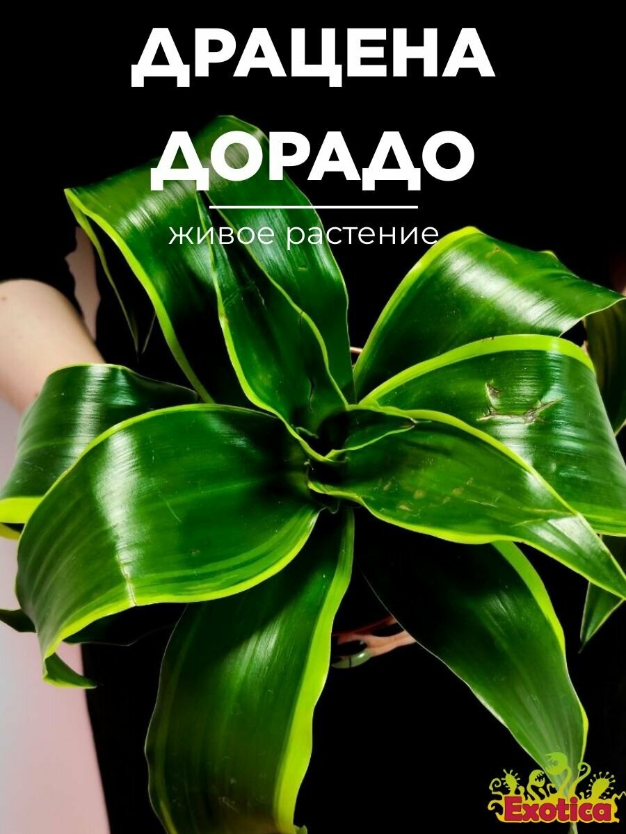 Драцена Дорадо (Dracaena Fragrans Dorado) D12см домашний цветок