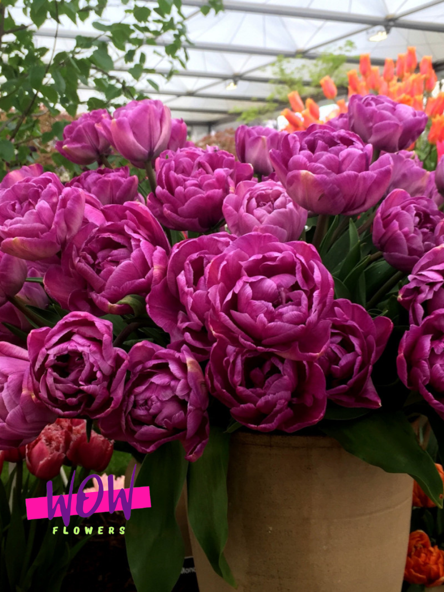 Луковицы цветов  WOW FLOWERS  Тюльпан Блю Даймонд  фиолетовый махровый  ( 3 штуки )