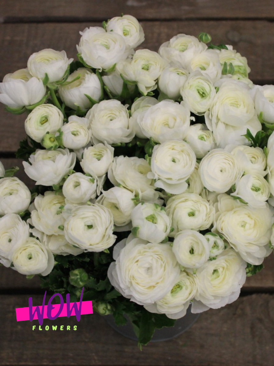 Луковицы цветов  WOW FLOWERS  Лютик Садовый ( Ранункулюс )  Белый 10 шт