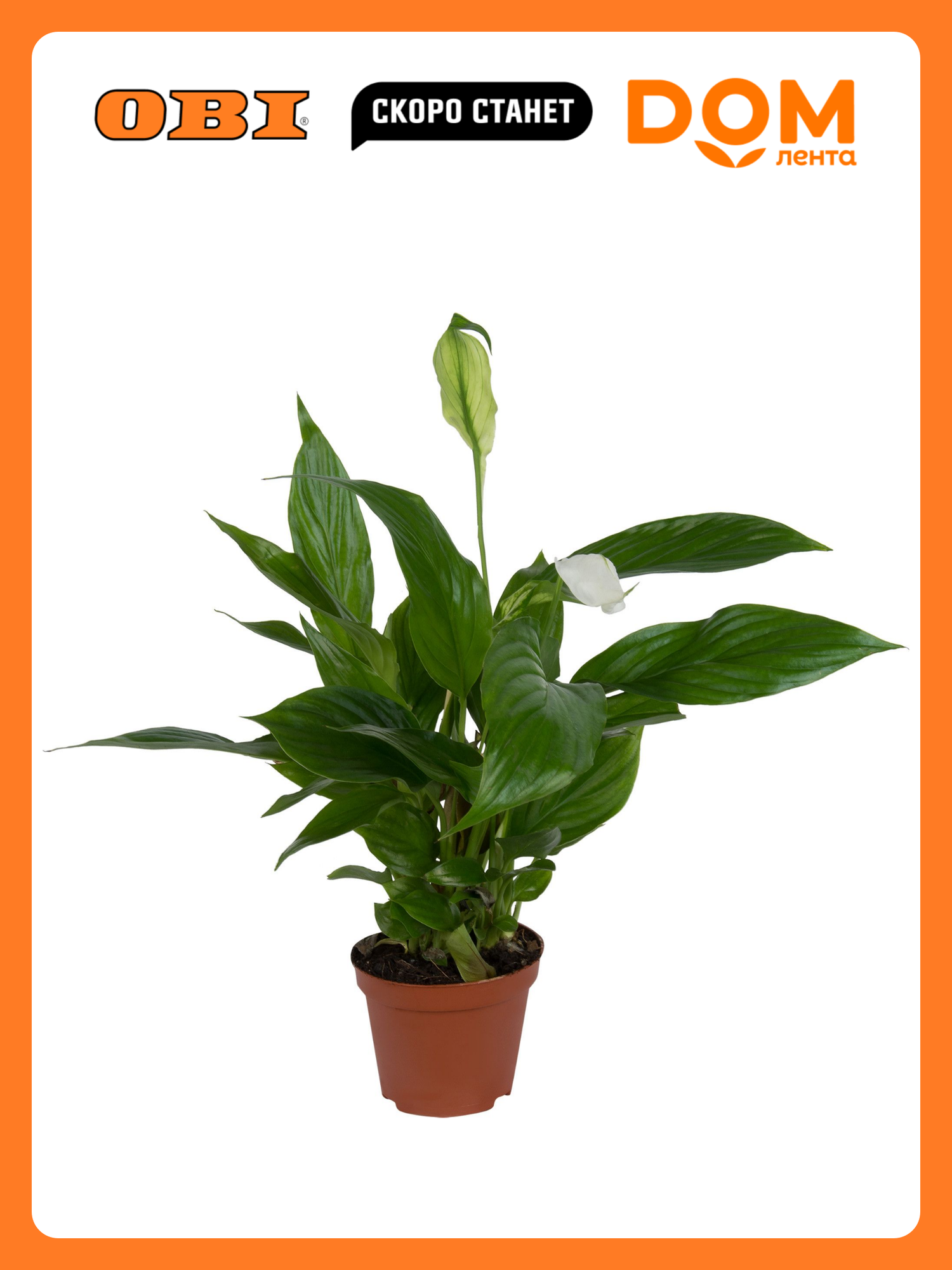 Спатифиллум FLORA GROUP Шопен, декоративно-цветущий, высота 45 см