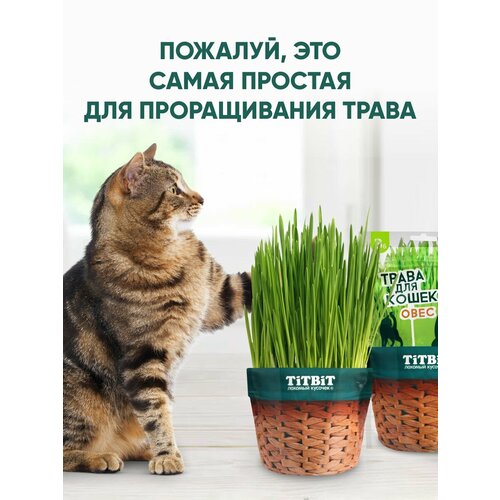 Лакомство для кошек TiTBiT Трава овес для проращивания 60 г
