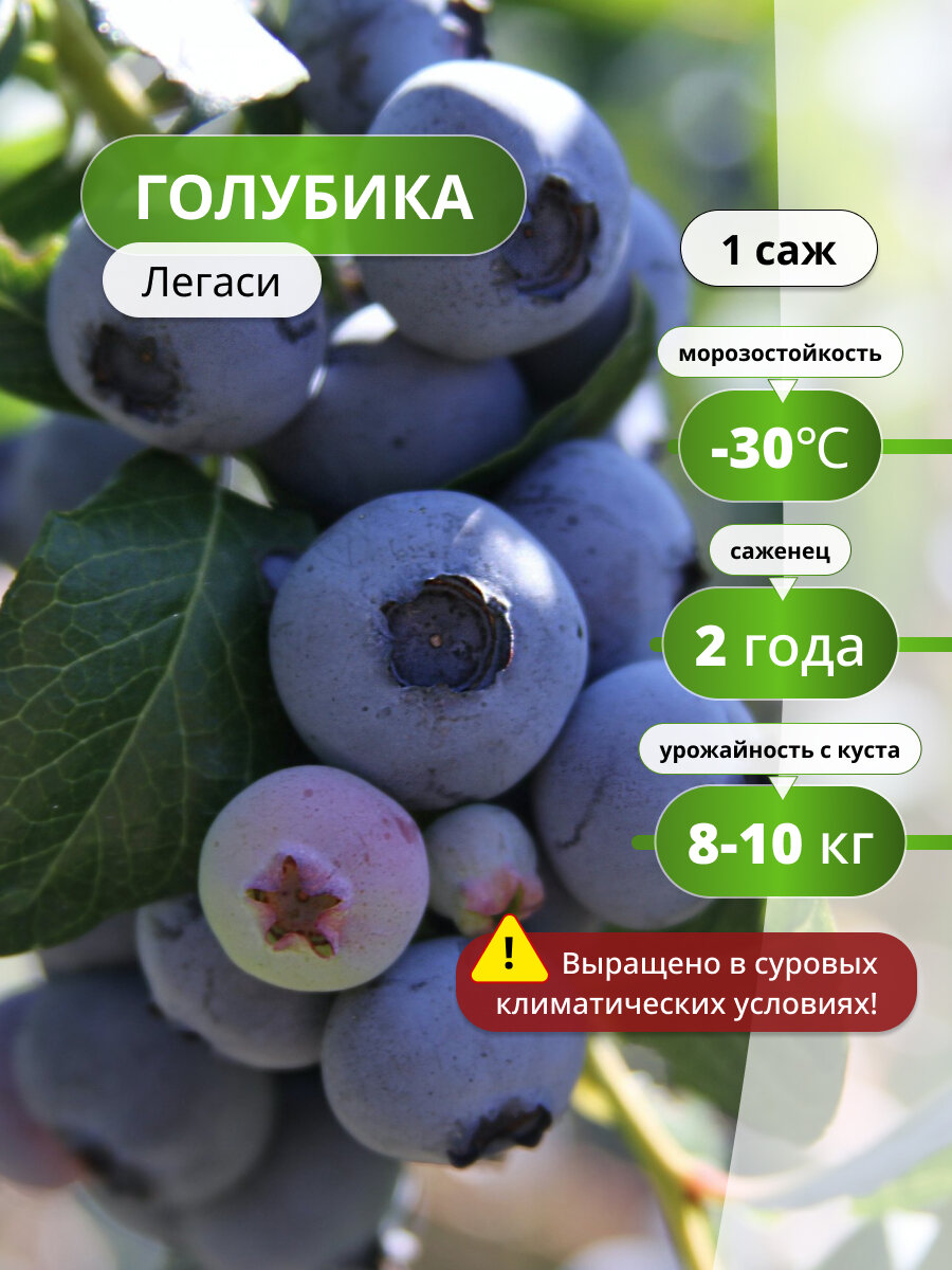 Голубика Легаси / позднеспелый высокоурожайный 1 голубики