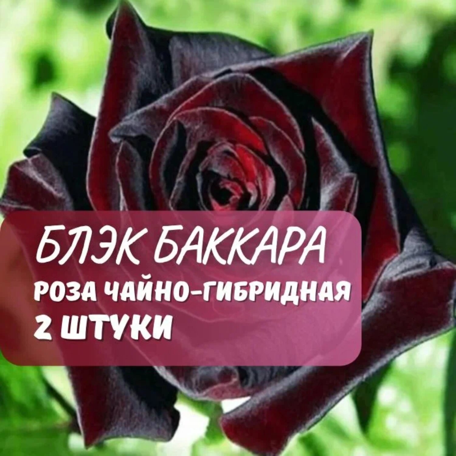Роза Блэк Баккара 2 саж  50см многолетняя темно-бордовые цветы