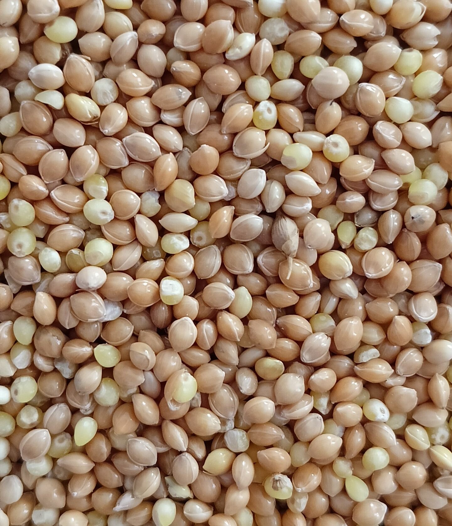 Просо жёлтое. Корм для всех видов птиц и грызунов 1 кг