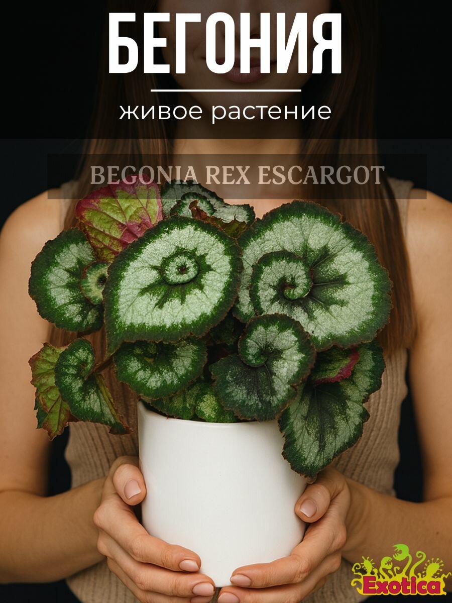 Бегония Рекс Эскаргот (Begonia Rex Escargot) D6см саженец