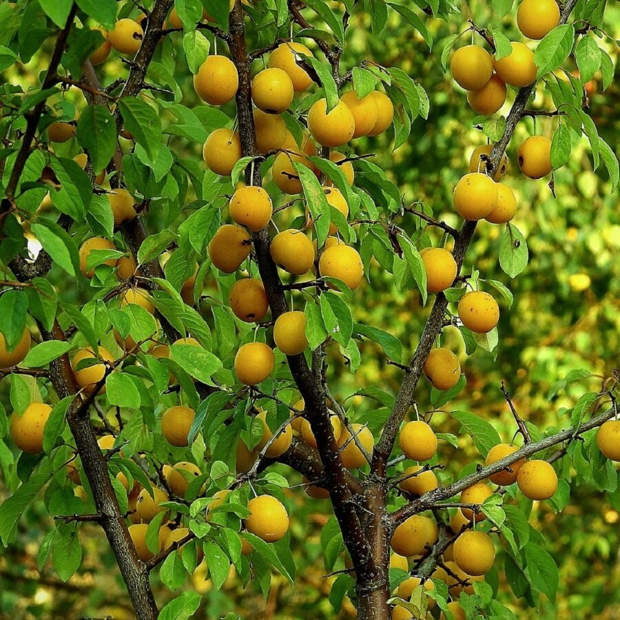Сливы сорта Варвара Ямпольская — купить по низкой цене на Яндекс Маркете