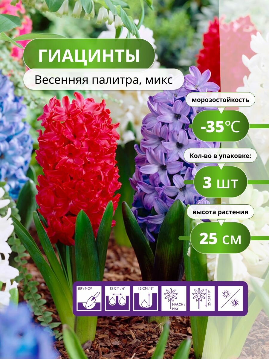 Гиацинты Весенняя палитра микс (3 лук) / луковичные многолетние цветы