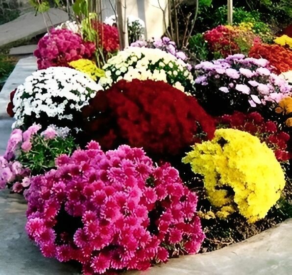 Хризантема Мультифлора микс