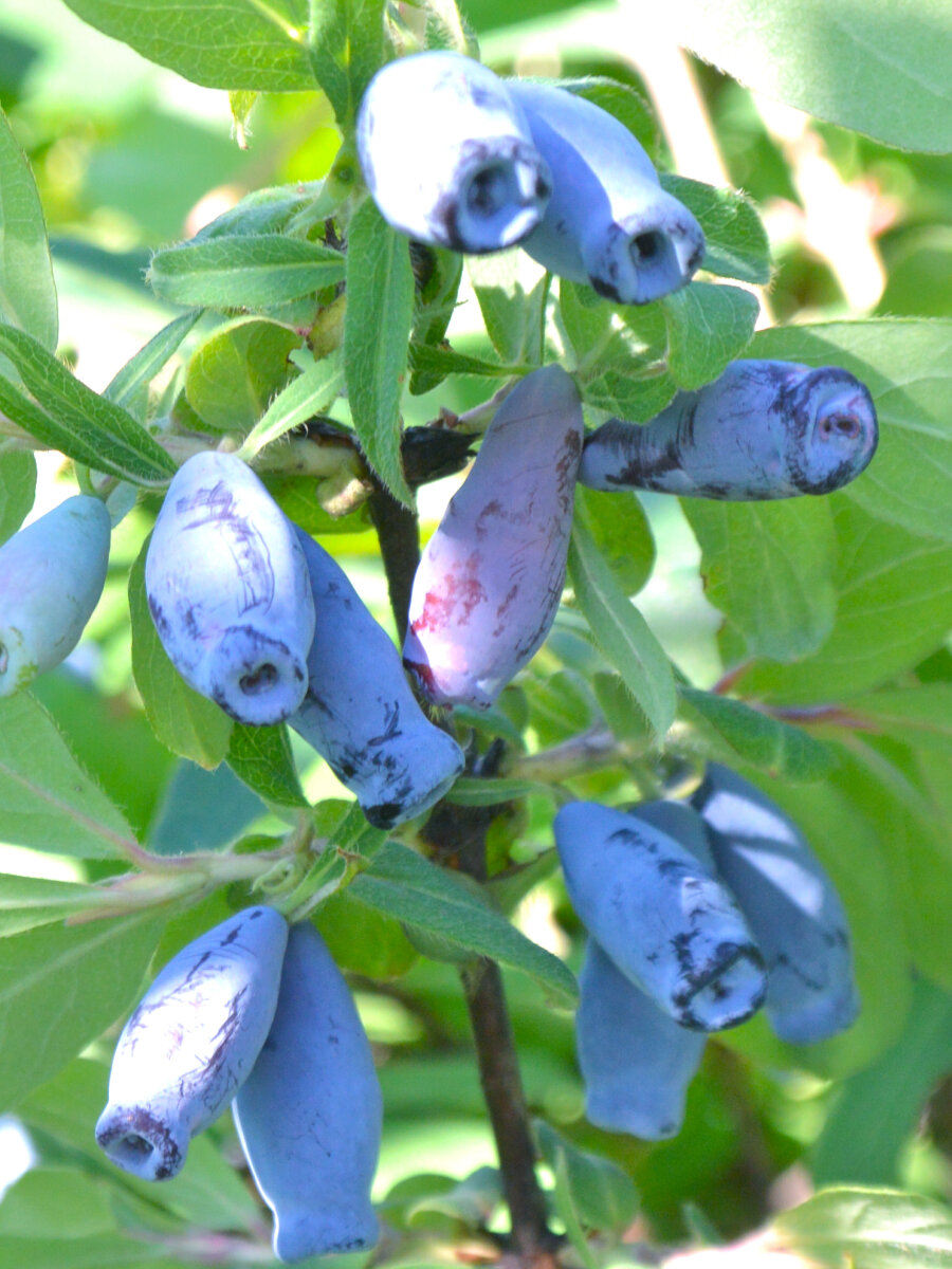 Жимолость Морена ЗКС многолетник синий цвет для всех регионов
