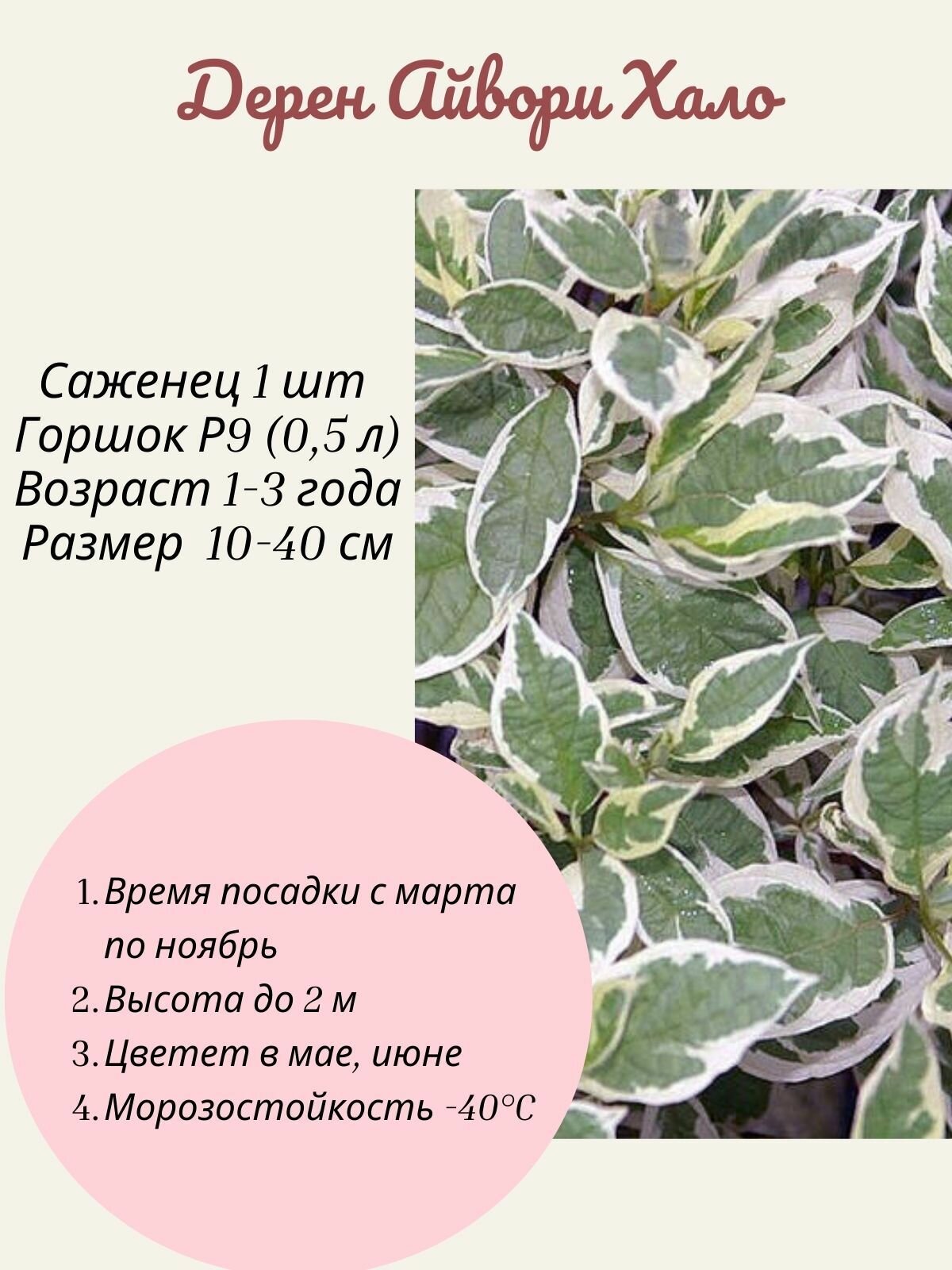 Дерен Айвори Хало 1 шт саженец в горшке Р9