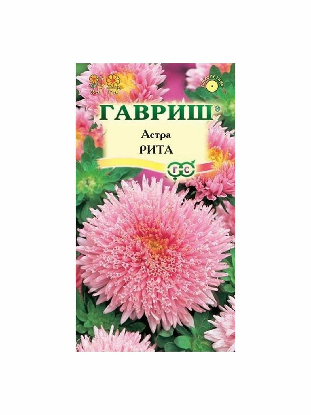 Семена Астра Рита принцесса розовая однолетник Гавриш 1 пачка - 0.3г семян
