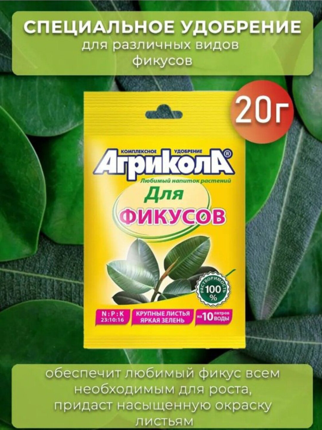 Цветы фикуса Agricola для декоративных цветов с крупными листьями,2