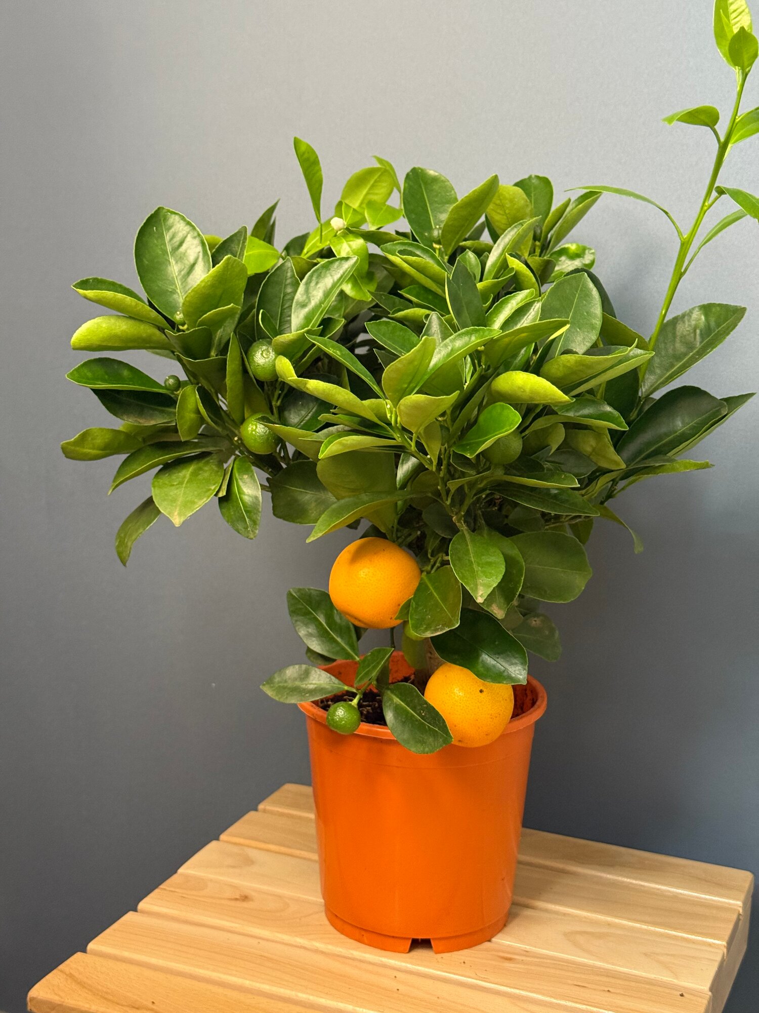 Мандарин (Citrus mitis) — компактное цитрусовое дерево с ароматными плодами и пышной кроной