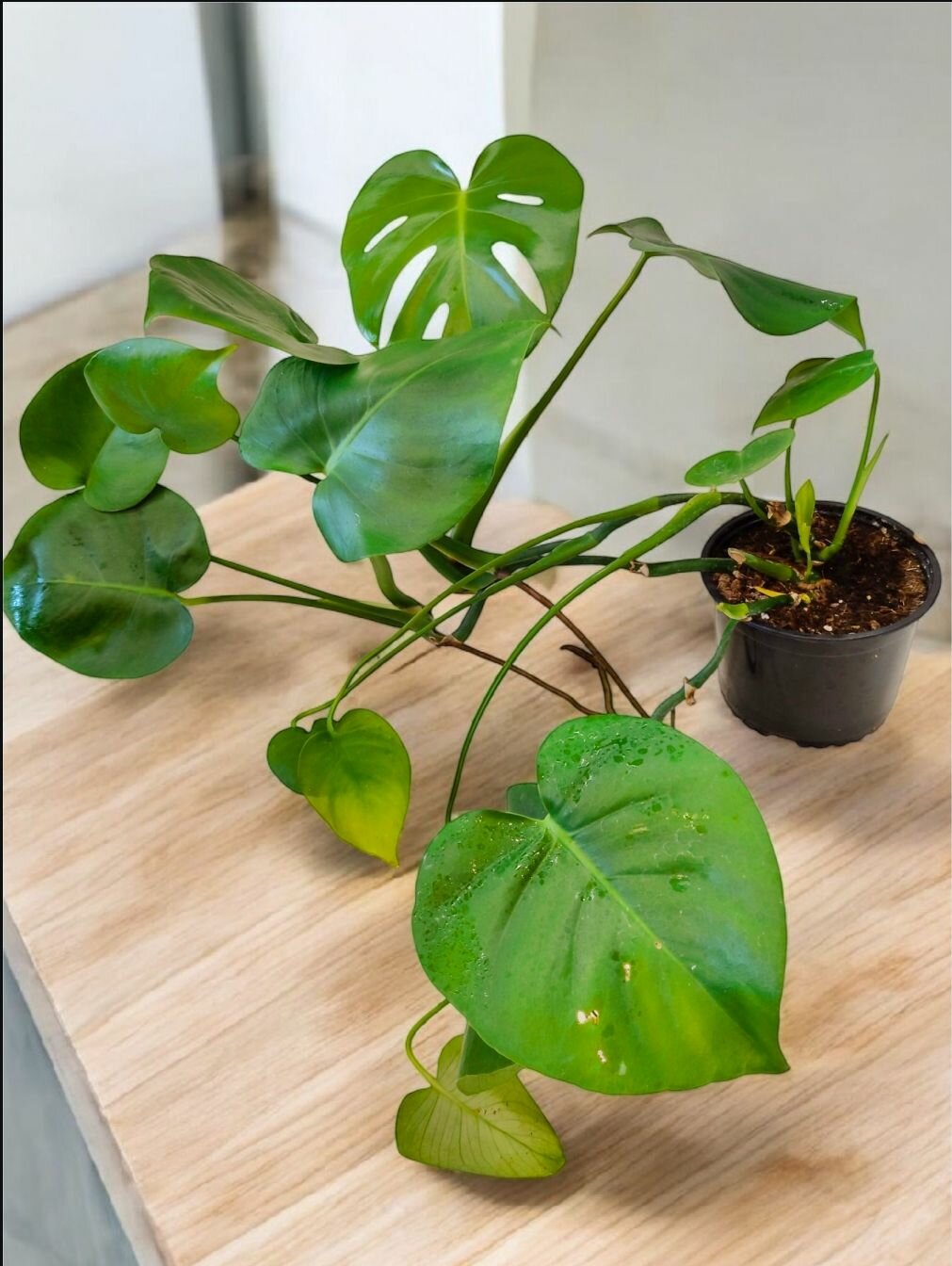 Монстера Деликатесная (Monstera Deliciosa) Крупнолистное Комнатное Растение