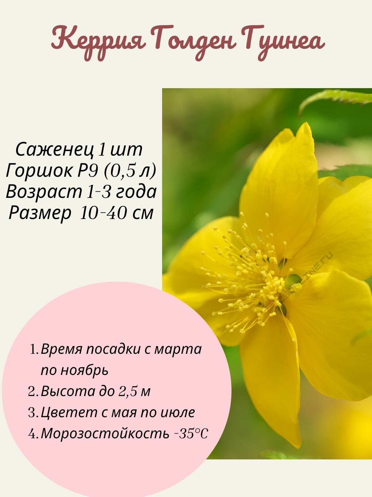 Керрия японская Голден Гуинеа саженец в горшке Р9 1 шт