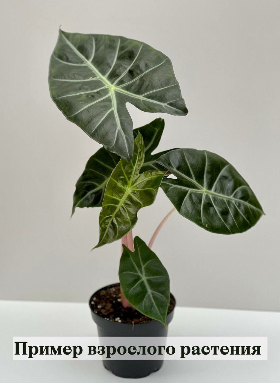 Алоказия Пинк Драгон клубень 1 шт Alocasia Pink Dragon