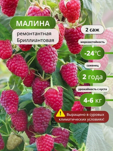 Изображение товара Малина ремонтантная Бриллиантовая / 2 шт, малины, 4 – 6 кг с растения