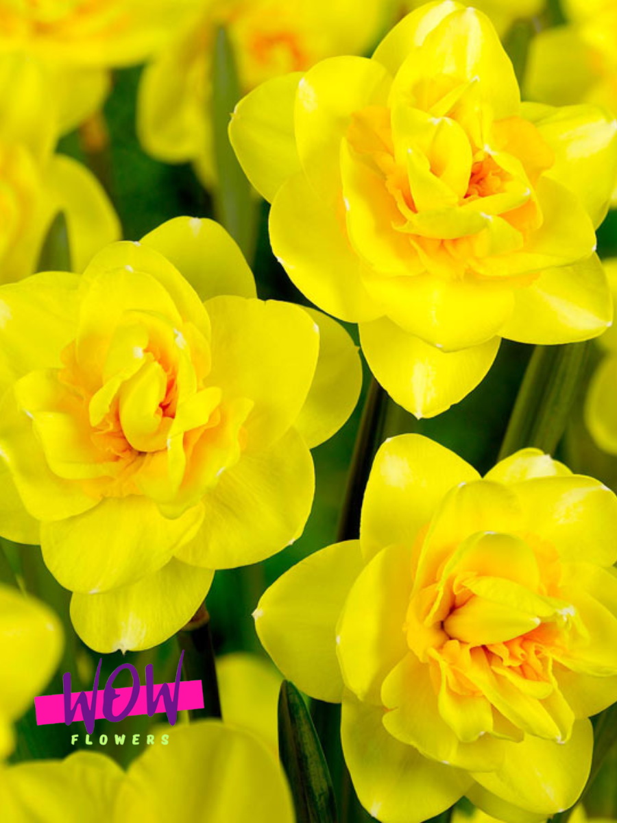 Луковицы цветов WOW FLOWERS Нарцисс Индирас махровый  желтый ( 3 штуки )