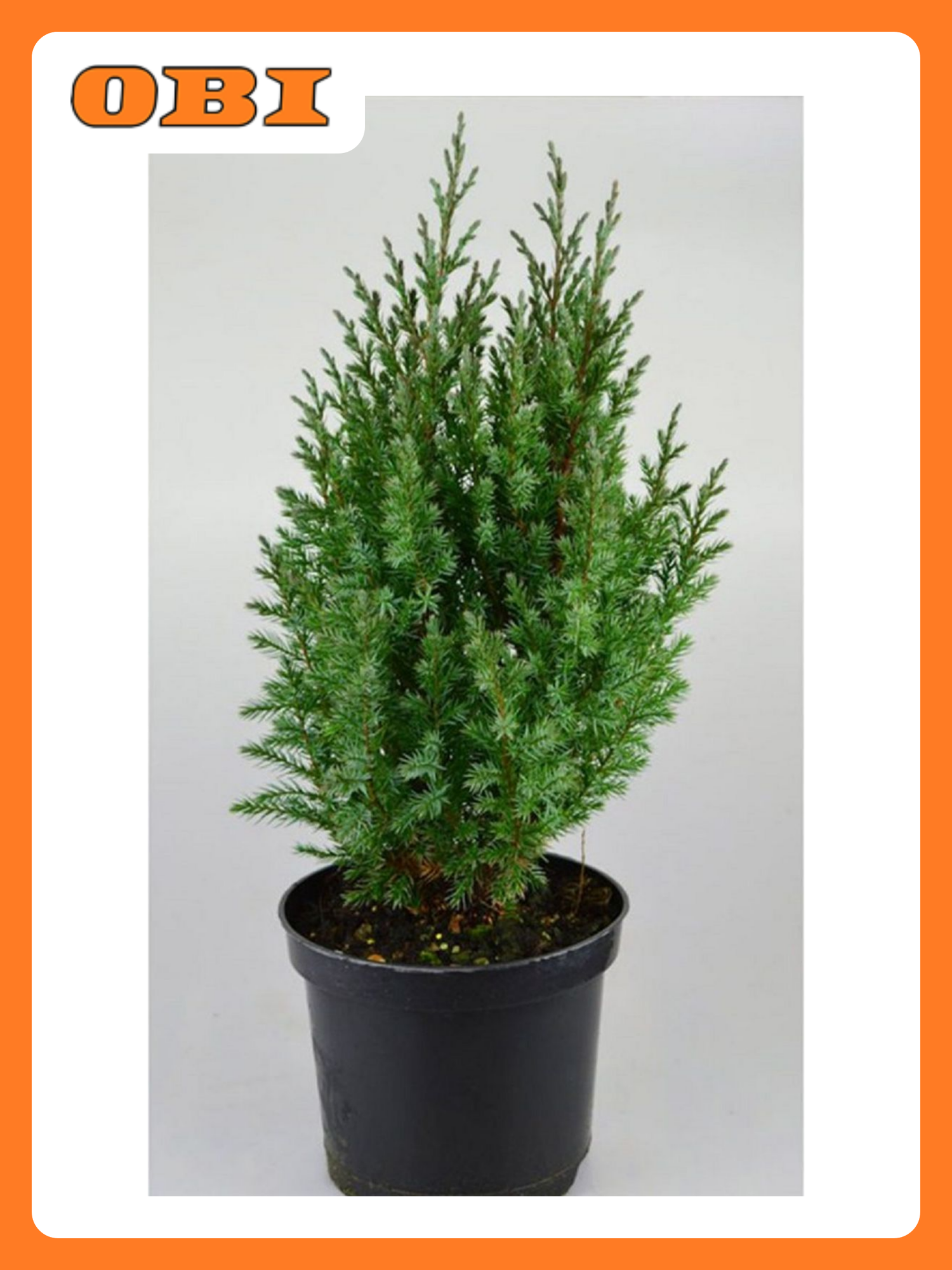 Саженец можжевельника "Стрикта" С1 h15 многолетнее хвойное декоративное растение