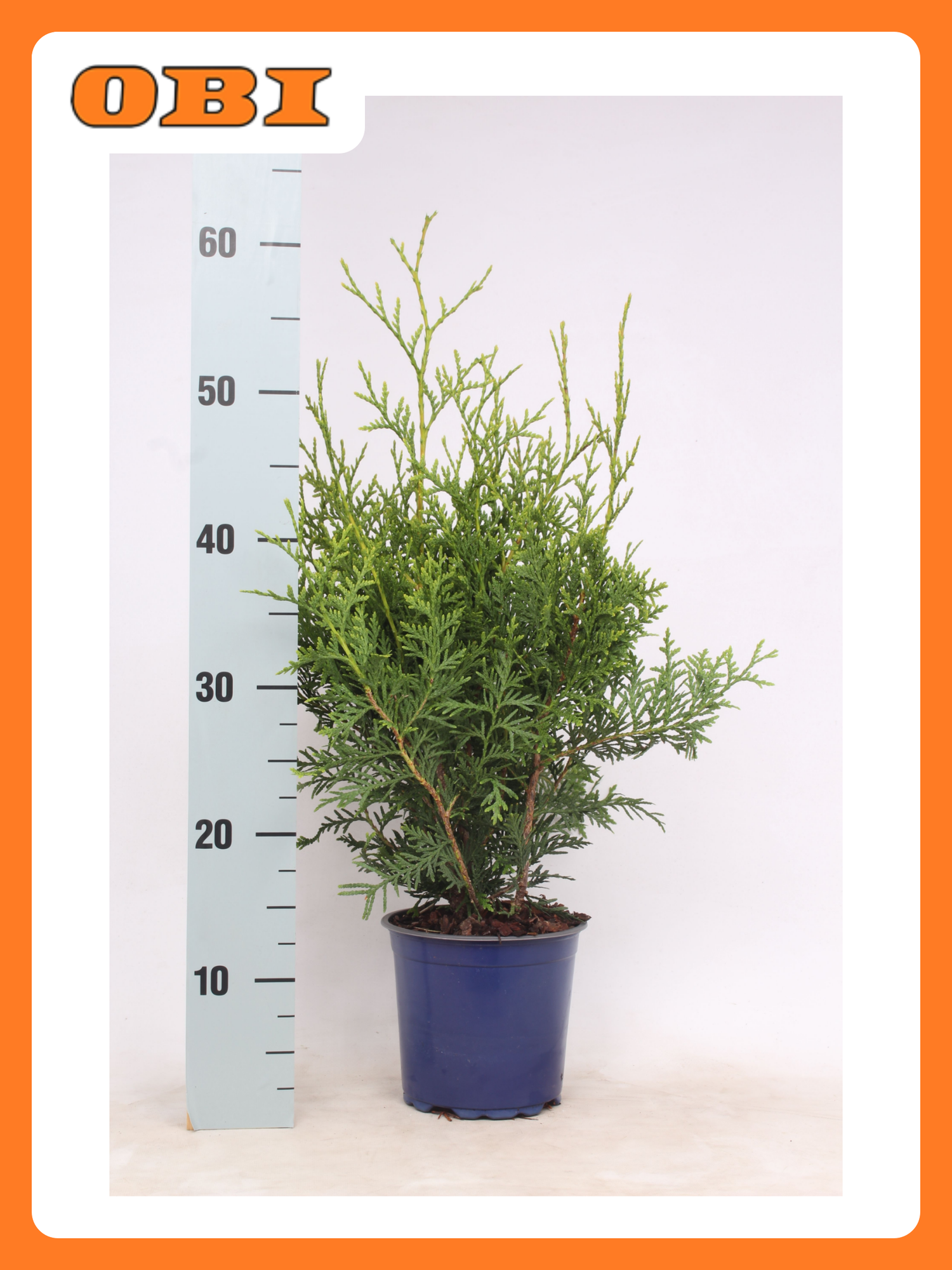 Туя западная Брабант 881628 многолетняя хвойная декоративная