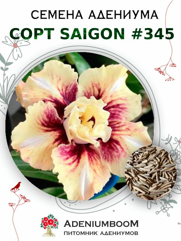 Семена Адениума Обесум от Saigon Adenium #345 (4шт.) /семена редких комнатных цветов суккулентов многолетних цветущих растений/AdeniumBoom