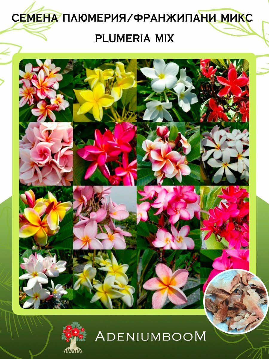 Семена Плюмерия Микс (2 шт.) /Plumeria MIX, семена редких комнатных цветов, суккулентов многолетних, цветущих растений/AdeniumBoom