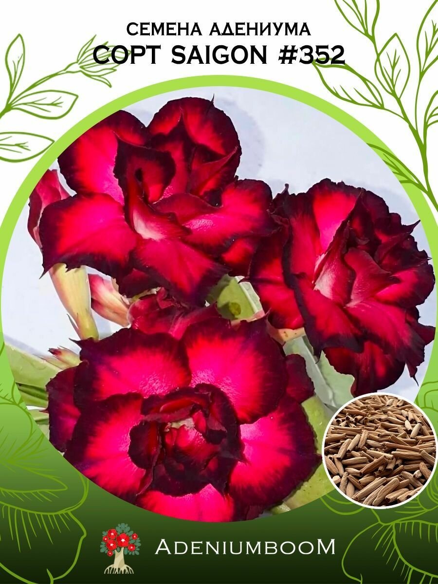 Семена Адениума Обесум от Saigon Adenium #352 (4шт.) /семена редких комнатных цветов суккулентов многолетних цветущих растений/AdeniumBoom