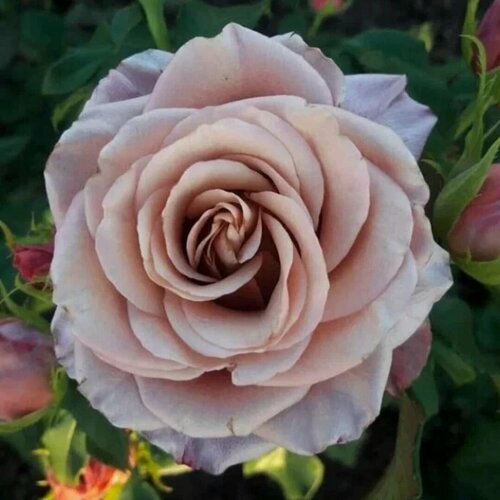 Изображение товара Роза чайно-гибридная Мэджик Сильвер (Magic Silver), 1 шт, роза