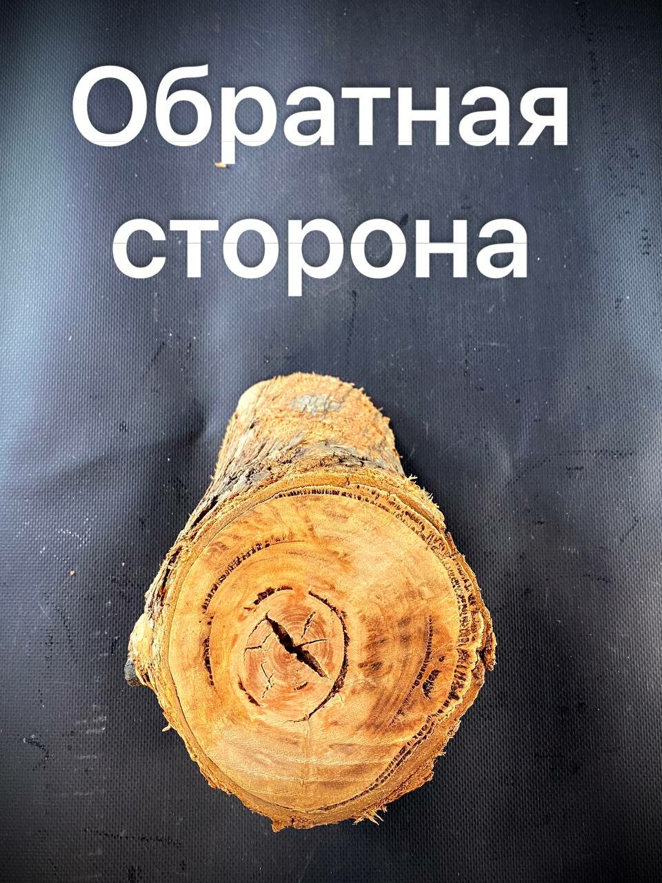 Пенёк Эвкалипта, диаметр 12-18 см, толщина 13 см, 1шт — фото 1