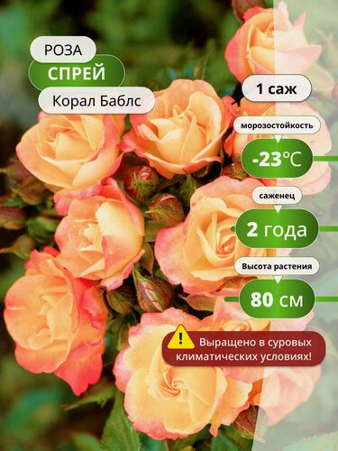 Изображение товара Роза спрей "Корал Баблс", морозостойкая, многолетняя, высота 70 см, коралловый цвет, 1 шт