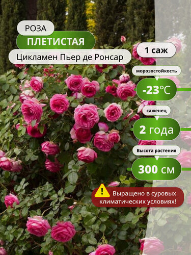 Изображение товара Роза плетистая Цикламен Пьер де Ронсар розы, многолетник, 1 шт