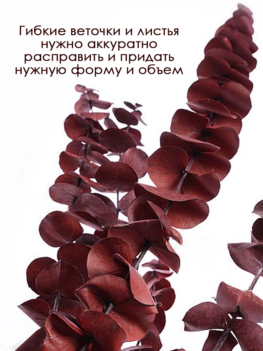 Эвкалипт стабилизированный сухоцвет для декора — фото 1