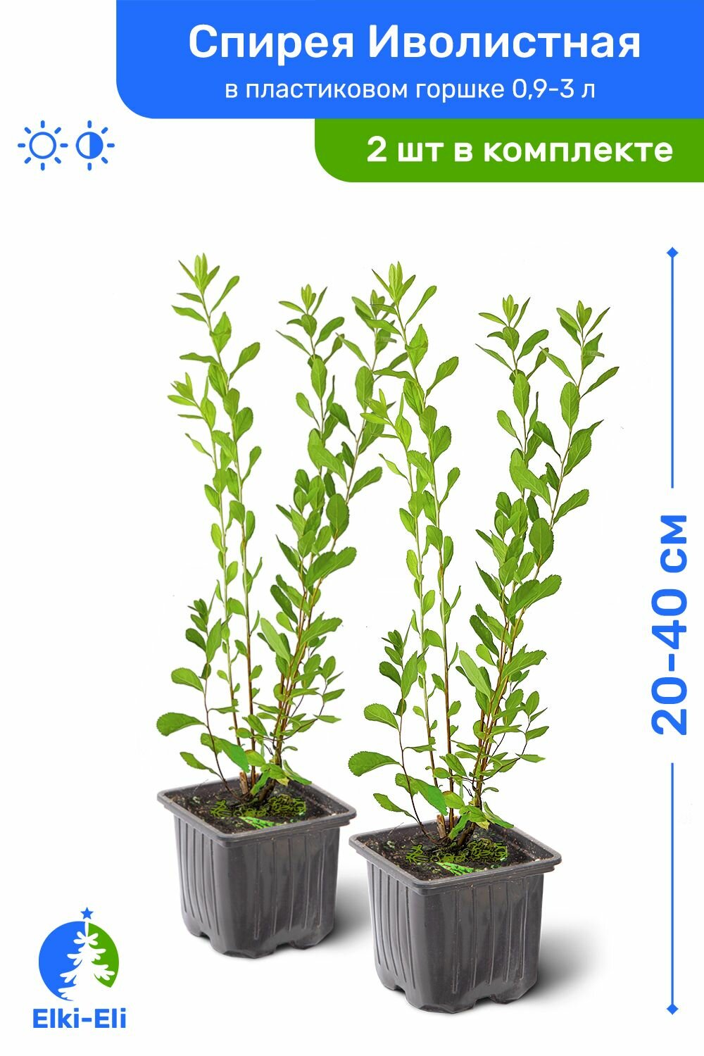 Спирея иволистная 20-40 см в пластиковом горшке саженец лиственное живое растение комплект из 2 шт