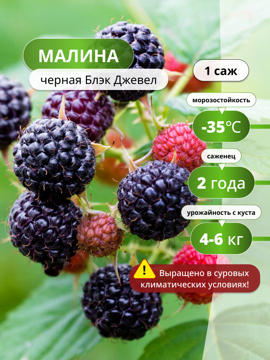 Малина черная Блэк Джевел / 1 шт, саженец малины, морозостойкий сорт