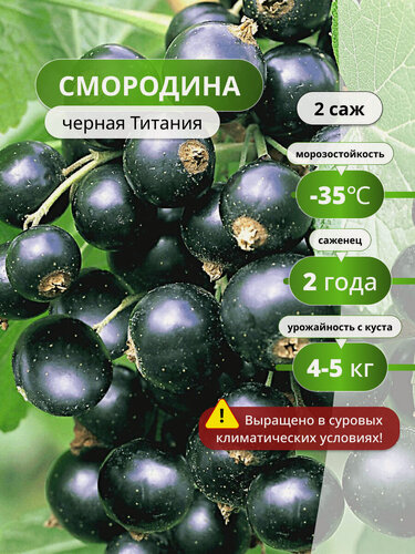 Изображение товара Смородина черная Титания, смородины, черная, крупная, урожайная 2 шт