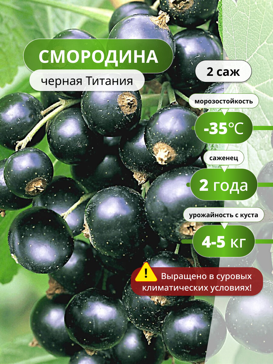 Смородина черная Титания смородины черная урожайная 2