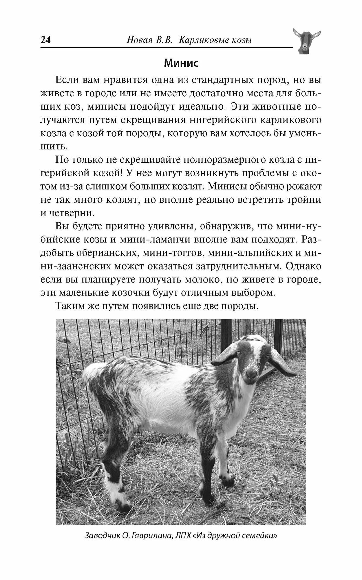 Карликовые козы. История развития и особенности содержания — фото 1