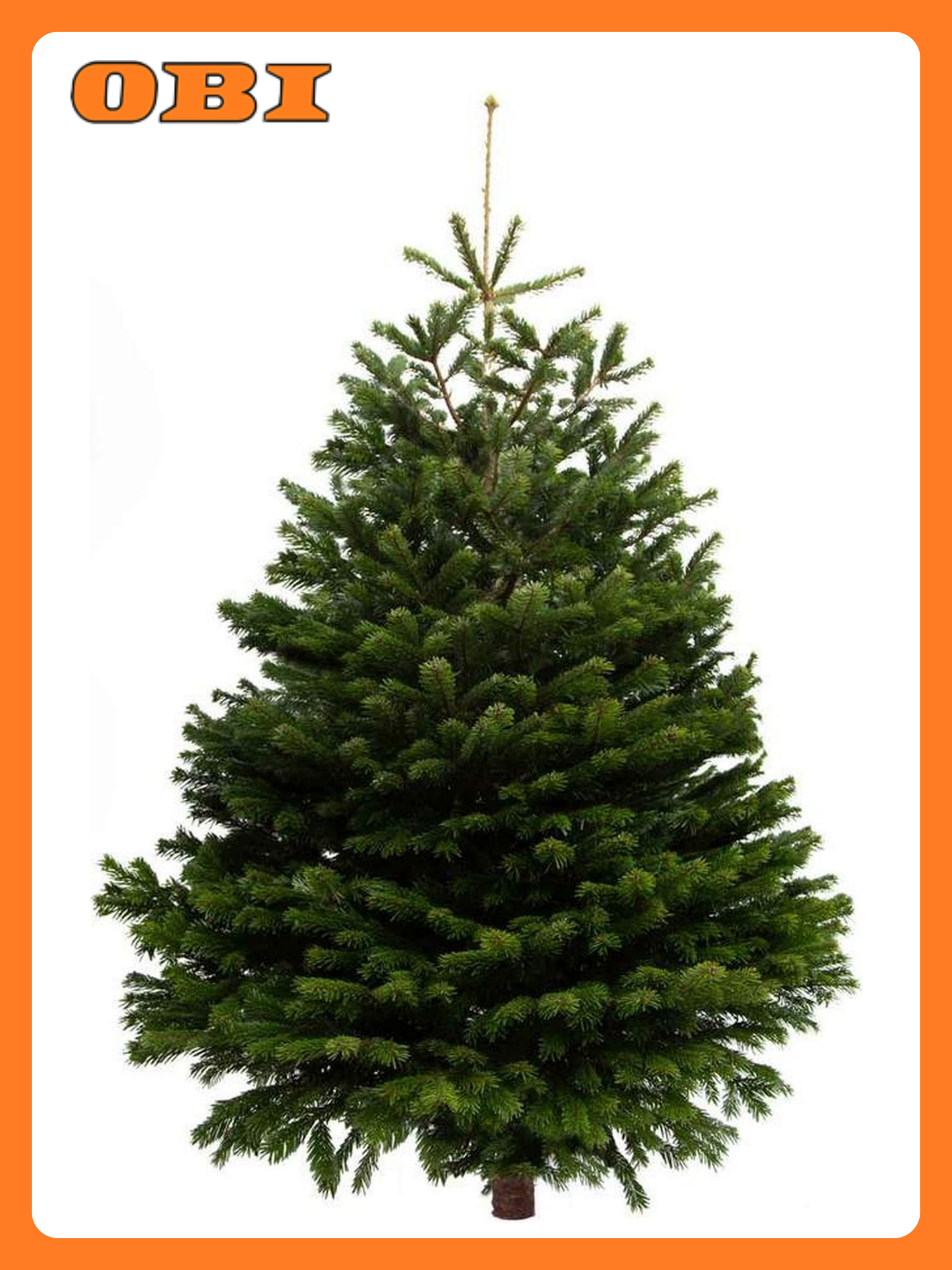 Пихта Нордмана Премиум 200-250 см