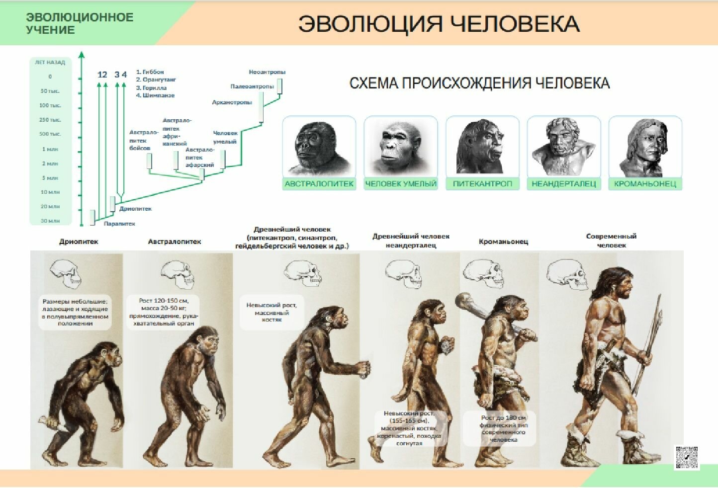 Комплект таблиц Биология. Эволюционное учение