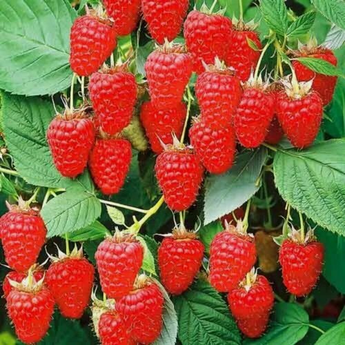 Изображение товара Малиновое дерево Красное / 1 шт, морозостойкий, высокоурожайный сорт