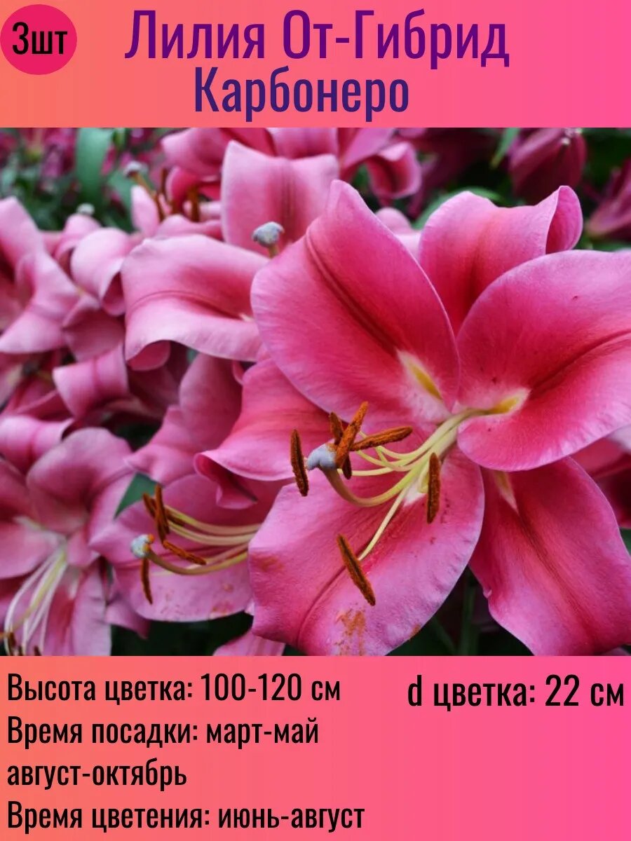Лилии луковицы От-гибрид многолетние 3 штуки