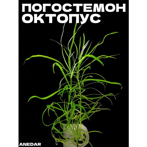 Погостемон октопус — растение для аквариума, природный декор