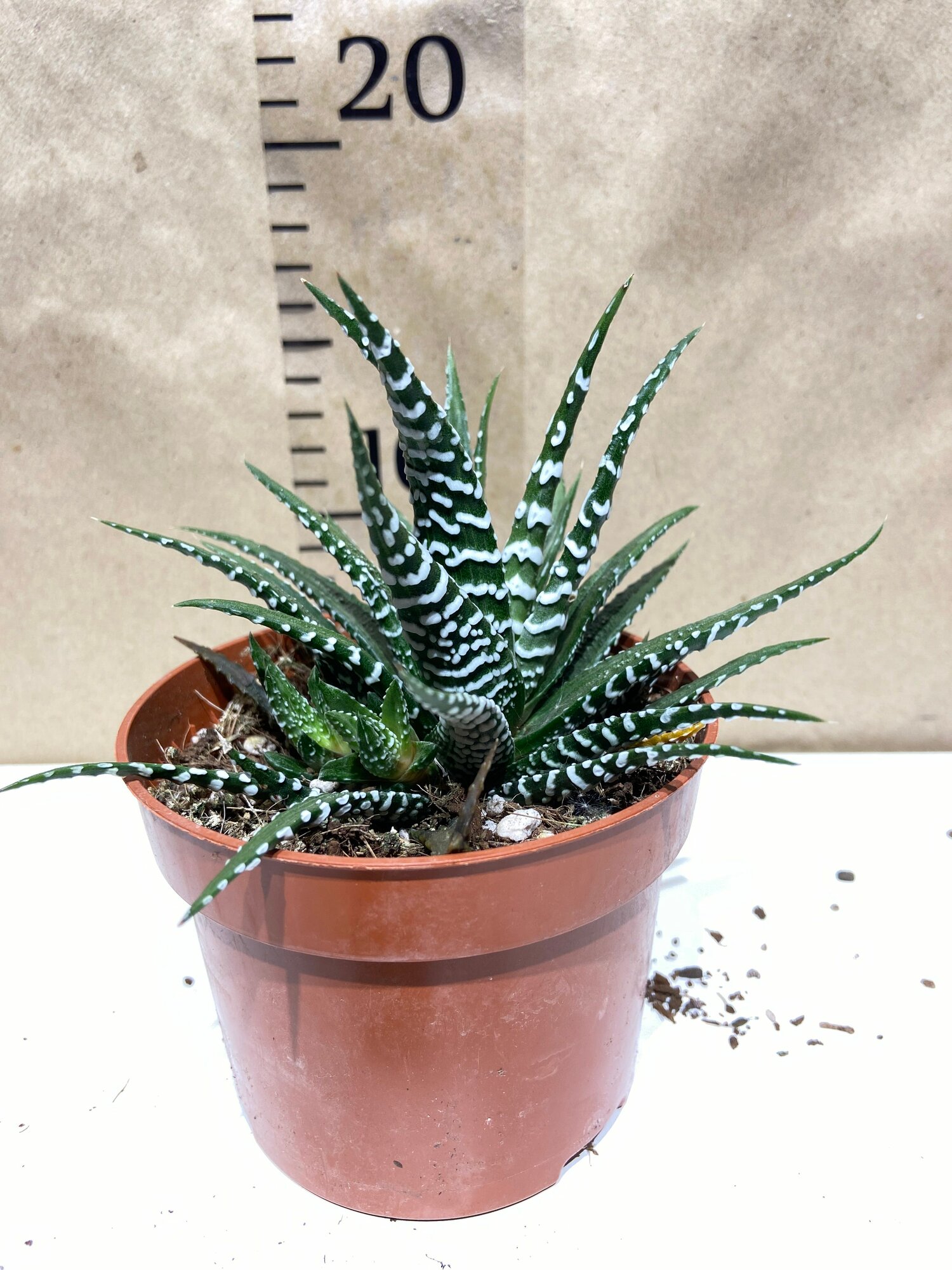 Алоэ Haworthia